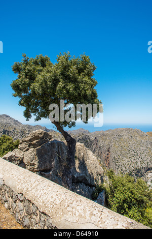 Arbre isolé sur une des pierres à Majorque Espagne Banque D'Images