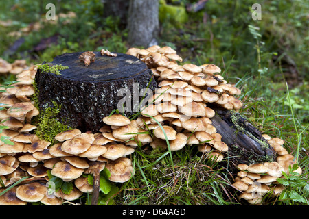 Le miel des champignons comestibles Banque D'Images