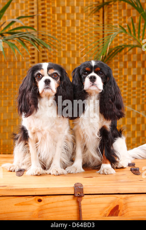 Cavalier King Charles Spaniel, paire, tricolore |Cavalier King Charles Spaniel, Paar, tricolore Banque D'Images