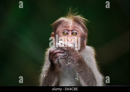 Petit Singe mangeant de la nourriture en forêt de bambous. L'Inde du Sud Banque D'Images