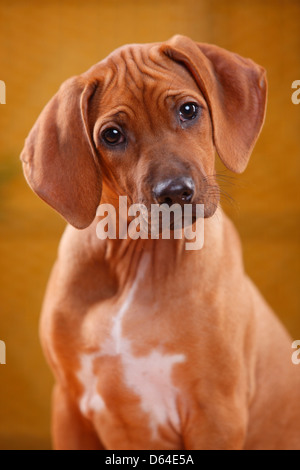 Le Rhodesian Ridgeback, minet, 10 semaines |Rhodesian Ridgeback, Welpe, 10 Wochen Banque D'Images