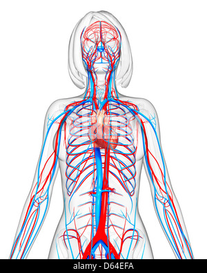 Système cardiovasculaire des femmes, artwork Banque D'Images