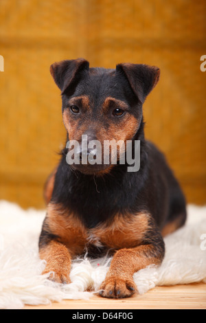 Terrier de chasse allemand |Deutscher Jagdterrier Banque D'Images