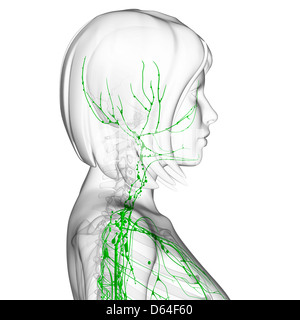 Système lymphatique féminin, artwork Banque D'Images