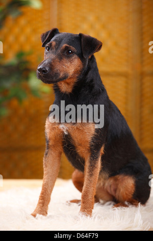 Terrier de chasse allemand |Deutscher Jagdterrier Banque D'Images