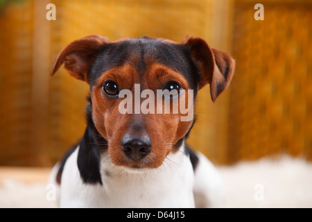 Jack Russell Terrier, homme |Jack-Russell-terrier, Ruede Banque D'Images