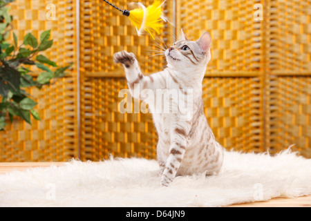 Bengal Cat / Snow Bengal, toy |Bengale / Neige Bengal, Spielzeug Banque D'Images