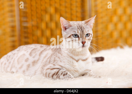 Bengal Bengal / Neige / Snow Bengal Bengale | Banque D'Images