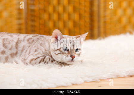 Bengal Bengal / Neige / Snow Bengal Bengale | Banque D'Images