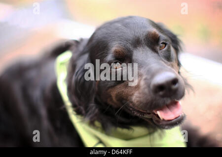 Marielle de chien de thérapie du département de psychologie gériatrique de l'Hôpital universitaire de l'Université Johannes Gutenberg pose dans la cour de l'hôpital de psychiatrie et de psychothérapie à Mainz, Allemagne, 08 mai 2012. Marielle de chien de thérapie aide dans le traitement de patients atteints de démence. Le chien agit comme un "brise-glace" émotionnel lorsque les méthodes standard ne fonctionne pas. Photo : Fr Banque D'Images