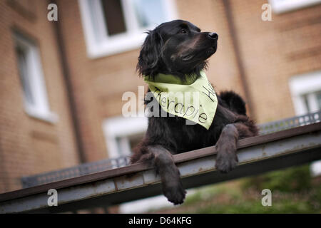 Marielle de chien de thérapie du département de psychologie gériatrique de l'Hôpital universitaire de l'Université Johannes Gutenberg pose dans la cour de l'hôpital de psychiatrie et de psychothérapie à Mainz, Allemagne, 08 mai 2012. Marielle de chien de thérapie aide dans le traitement de patients atteints de démence. Le chien agit comme un "brise-glace" émotionnel lorsque les méthodes standard ne fonctionne pas. Photo : Fr Banque D'Images