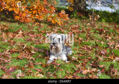 Mignon schnauzer nain en automne Banque D'Images