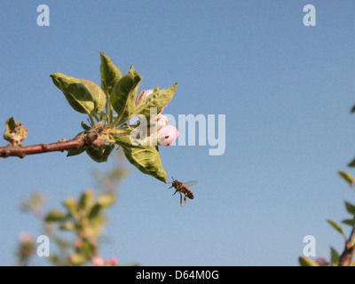 Flying-Bee Captured-Flight Apple-Flowers-  95427 Banque D'Images