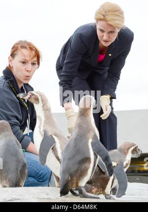 Le Premier ministre danois Helle Thorning-Schmidt (R) et d'un détenteur d'animaux se nourrissent des pingouins dans le Oceaneum pendant le 'Conseil de la mer Baltique" sommet chef de Stralsund, 31 mai 2012. Photo : Fabian Bimmer  + + +(c) afp - Bildfunk + + + Banque D'Images