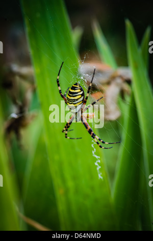 araignée de la guêpe Banque D'Images