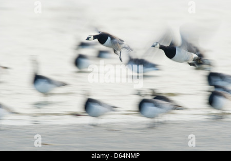 La Bernache nonnette Branta leucopsis, en survolant le bord de l'eau (effet de flou). Islay, îles écossaises, UK. Banque D'Images