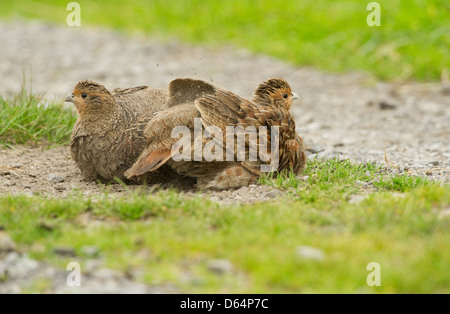 Perdrix grise Perdix perdix, paire, avoir une baignoire de poussière sur une piste de ferme. Le comté de Durham, Angleterre, Royaume-Uni. Banque D'Images