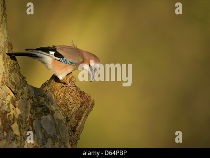 Jay, Garrulus glandarius, perché sur le flanc d'un arbre à la recherche de nourriture à la fin de l'automne, la lumière du soleil. Le comté de Durham, Angleterre, Royaume-Uni. Banque D'Images