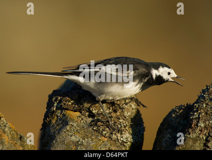 Bergeronnette printanière, Motacilla alba grèbe, tend la main pour attraper une petite mouche. Le comté de Durham, Angleterre, Royaume-Uni. Banque D'Images