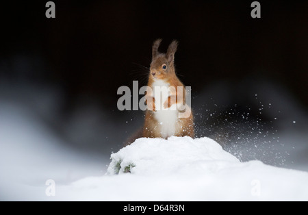 L'Écureuil roux, Sciurus vulgaris, debout sur la neige au sol couvert de neige d'effleurement avec sa queue. Le comté de Durham, Angleterre, Royaume-Uni. Banque D'Images