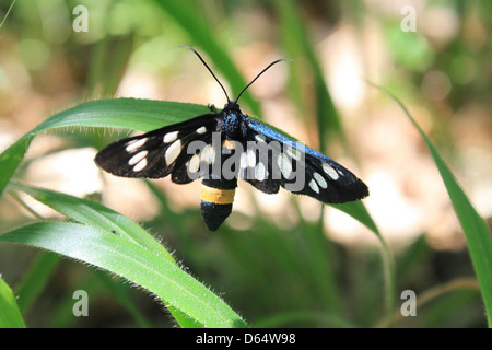 Cette image montre le Moth à neuf taches (Amata phegea), une espèce de papillon frappante connue pour ses ailes noires avec des taches blanches. On le trouve couramment dans les prairies et les champs ouverts. Banque D'Images