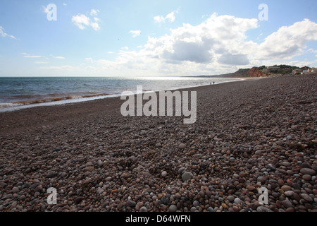 Driftwood sur une plage de galets de Budleigh Salterton, Devon en été. Banque D'Images