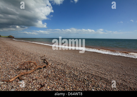 Driftwood sur une plage de galets de Budleigh Salterton, Devon en été. Banque D'Images