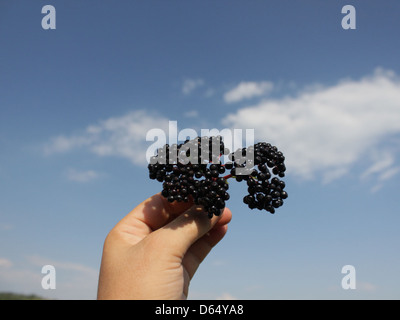 Cette image présente des baies noires mûres du Sambucus ebulus, communément appelé sureau. Les baies sont violettes foncées à noires et se trouvent généralement en grappes sur les branches de la plante à la fin de l'été ou à l'automne. Banque D'Images