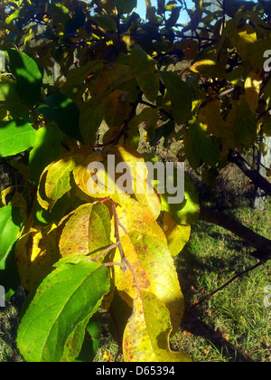 Une scène automnale vibrante avec des pommiers aux feuilles jaunes. Le feuillage d'automne offre une riche toile de fond dorée, capturant la beauté saisonnière de l'automne. Banque D'Images