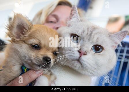 Manuela obtenteur Huehne de Leinefelde présente un Chihuahua et un British Shorthair chat à l'International pedegree chien et chat show à Erfurt, Allemagne, 10 juin 2012. Environ 17000 visiteurs ont assisté à l'émission d'environ 4 000 races de chiens et chats pedegree. Photo : MICHAEL REICHEL Banque D'Images