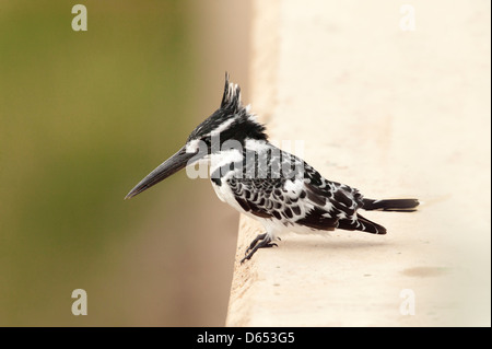 Pied Kingfisher Ceryle rudis perché sur un pont en béton avant un voyage de pêche Banque D'Images