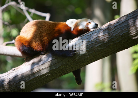 Le panda rouge dormir sur une branche d'arbre Banque D'Images