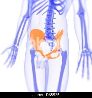 Os de la hanche, artwork Banque D'Images