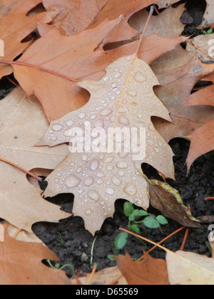 Gros plan de gouttelettes d'eau sur une feuille, reposant sur des feuilles d'automne tombées. Cette image capture la beauté naturelle de l'automne, mettant en valeur les textures détaillées des feuilles. Banque D'Images