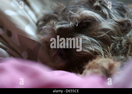 Couchage chien Border terrier rose camo face lit radiateur Banque D'Images