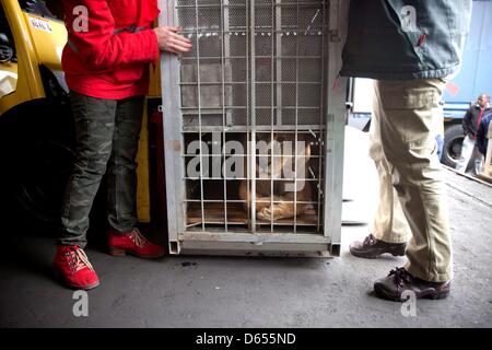 BETHLEHEM, AFRIQUE DU SUD : un lion dans sa cage de voyage au Lion Rock Big Cat Sanctuary le 11 avril 2013, à Bethléem, Afrique du Sud. Deux lions adultes, leurs petits et deux tigres ont été sauvés d'un zoo où ils ont été maltraités. Ce sera la première fois qu'un des chats ont vu l'herbe. (Photo par Gallo Images / The Times / Daniel Né) Banque D'Images