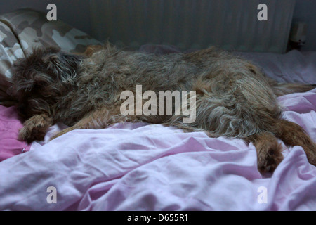 Couchage chien Border terrier rose camo lit radiateur Banque D'Images