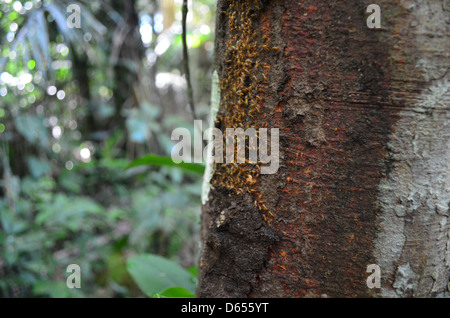 Les termites de ramper sur un arbre dans la forêt amazonienne, Tambopata, Pérou