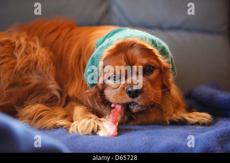 Cavalier King Charles Spaniel, homme, ruby, manger cru bone / barf, snoot, capot du chien Banque D'Images