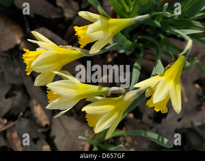 Les jonquilles sauvages Narcissus pseudonarcissus - cinq fleurs vues de dessus, Betty Dawes, bois, Gloucestershire Newent Banque D'Images