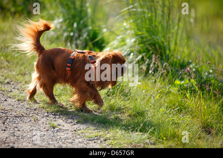 Cavalier King Charles Spaniel, homme, ruby/faisceau |Cavalier King Charles Spaniel, Ruede, ruby / Geschirr Banque D'Images