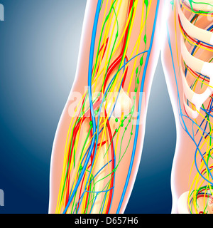 Anatomie du coude, artwork Banque D'Images