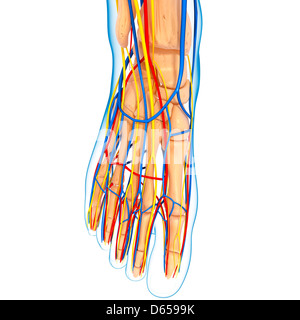 Foot anatomy, artwork Banque D'Images