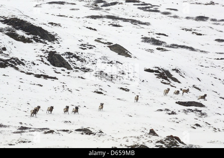 Béliers matures bighorn (Ovis canadensis) sur une crête dans un col de haute montagne dans le parc national Jasper, Alberta, Canada. Octobre 2005. Banque D'Images