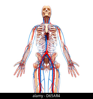 Système cardiovasculaire, artwork Banque D'Images