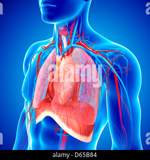 Système cardiovasculaire, artwork Banque D'Images