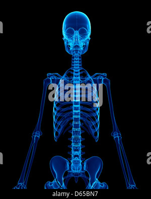 Human Skeleton, artwork Banque D'Images