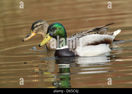 Close-up détaillé d'un mâle et femelle canard sauvage ou mallard (Anas platyrhynchos) Banque D'Images