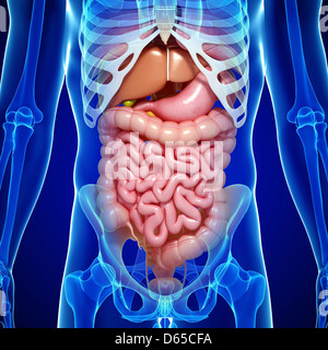 Human Anatomy, artwork Banque D'Images