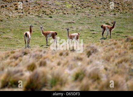 Fichier - Un fichier photo en date du 02 décembre 2008 montre Guanacos en Terre de feu près d'Ushuaia, Argentine. Guanacos sont indigènes à l'Amérique du Sud. Photo : Jan Woitas Banque D'Images